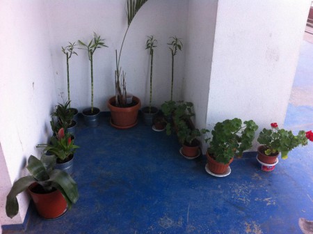 A venit primăvara și la noi